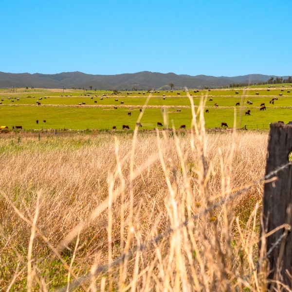 Roadside image of dry and green paddock with cows