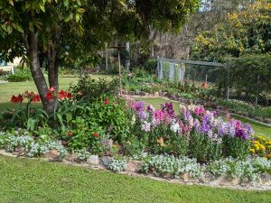 Flowers in bloom at one of Somerset's Open gardens