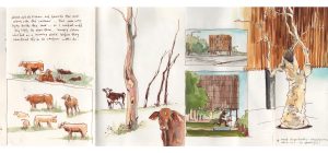 An open book featuring text and sketched of cows near trees and in pastures