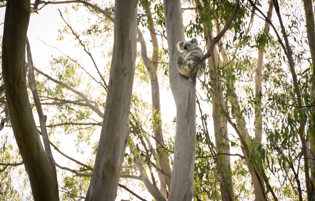 A koala in a tree