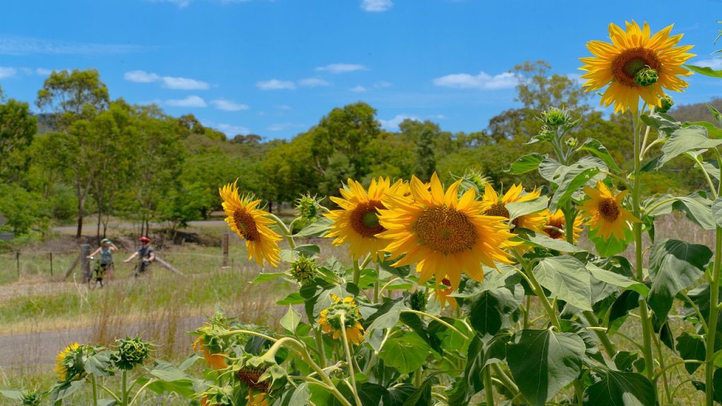 Sunflowers blooming along the Brisbane Valley Rail Trail with riders in the background.