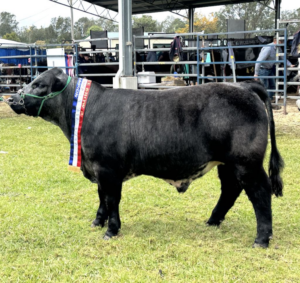 Bluey, a large black cow on display in front of cattle yards with award ribbons draped around its neck.