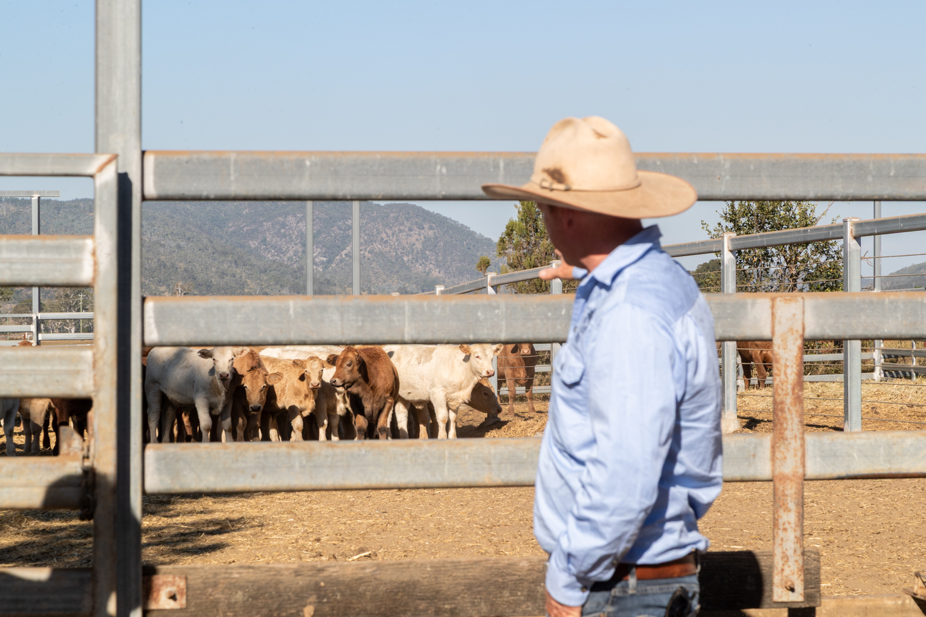 Esk Beef - Farm Sampler Tour