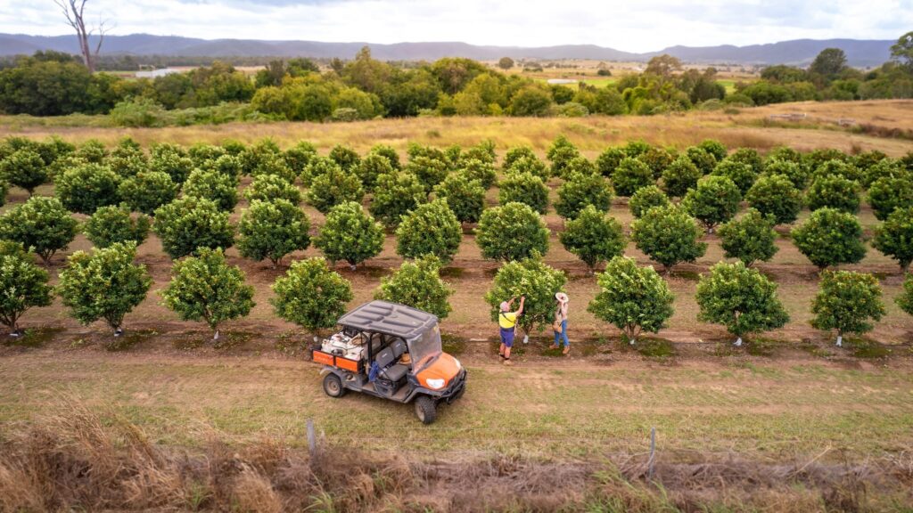 Aerial view of Cumquats Australia Orchard