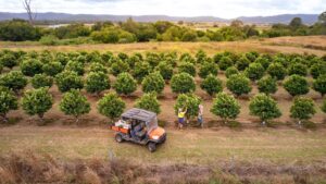 Aerial view of Cumquats Australia Orchard