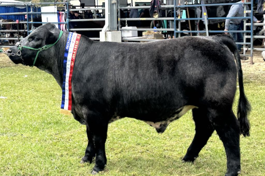 Bluey, a large black cow on display in front of cattle yards with award ribbons draped around its neck.