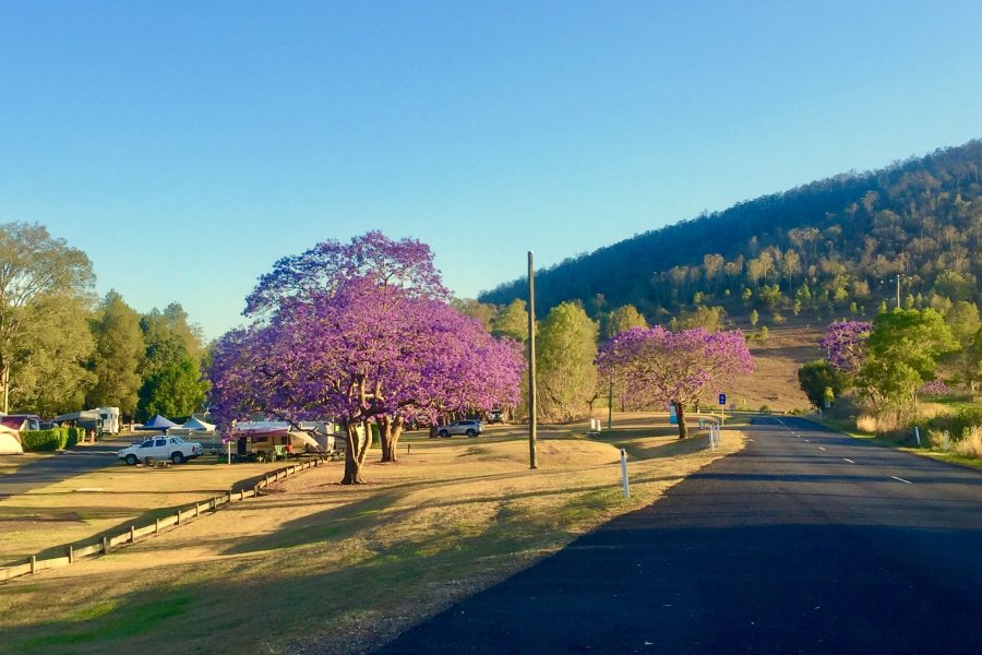 Somerset Park Campground with green grass and the purple flowering Jacaranda trees in bloom along the roadside. Blue sky and mountain in the background.