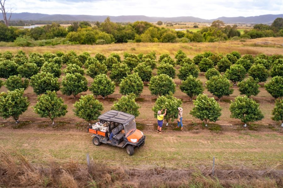 Aerial view of Cumquats Australia Orchard