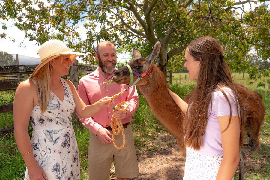 Mother and Father with daughter patting a brown llama