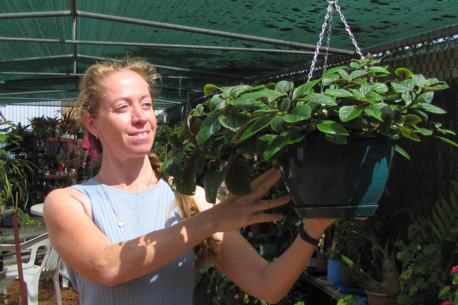 Folk Art Cooperative plant