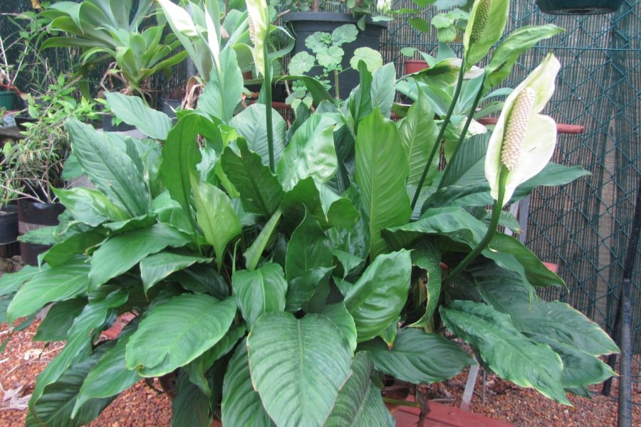 Folk Art Cooperative lily plant