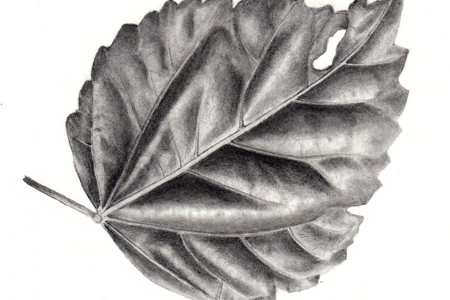 Botanical Illustration workshop - Leaf drawing