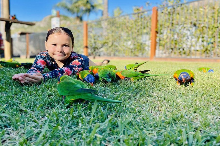 Girl lying on grass, feeding a group of rainbow lorikeet birds at the Esk Caravan Park