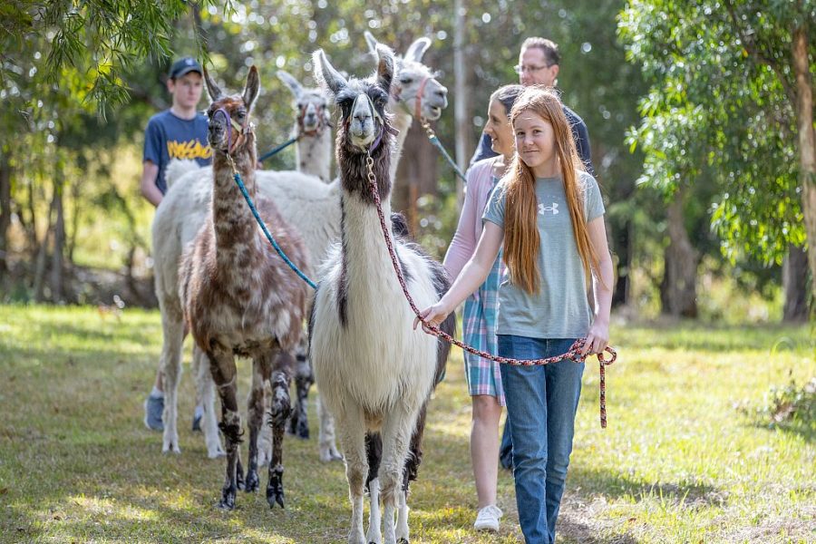 Group of people walking llamas on a lead. A young girl with long red hair is in the front, walking a white llama with brown head in a bushland setting.