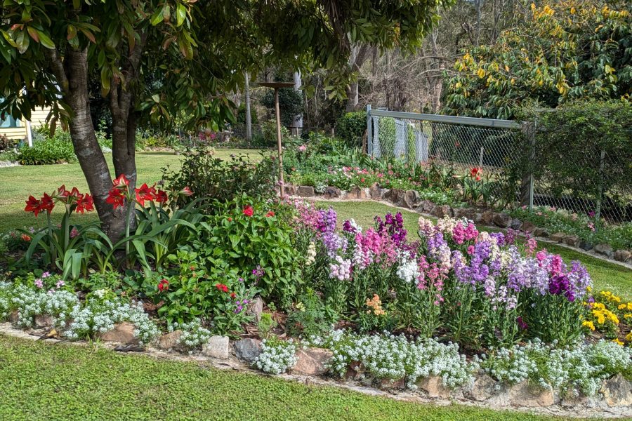 Flowers in bloom at one of Somerset's Open gardens