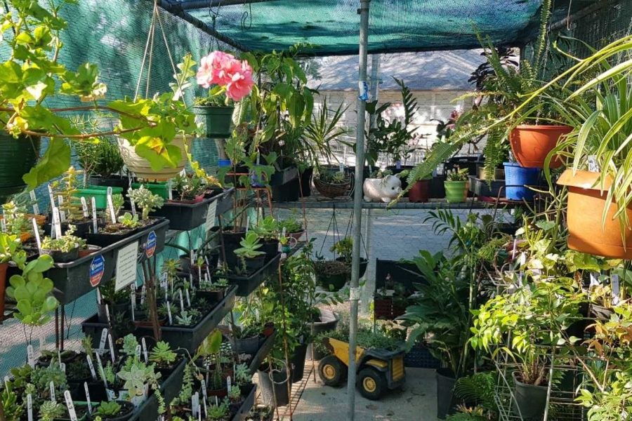 Kilcoy Craft Market plants on display